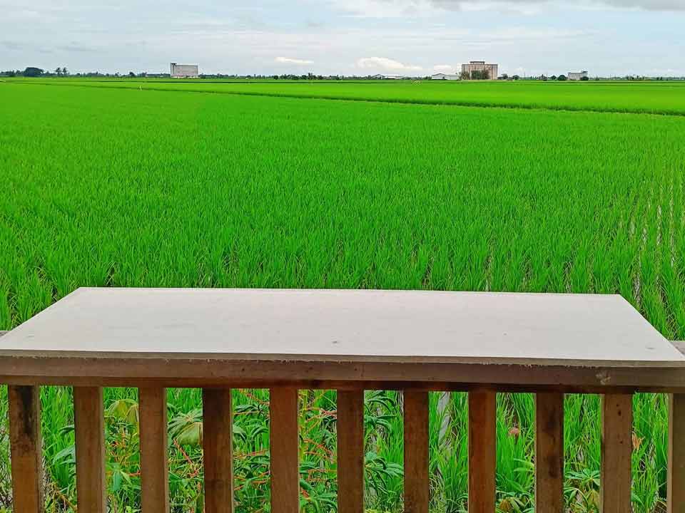 Hay Cafe - A cafe beside the paddy field
