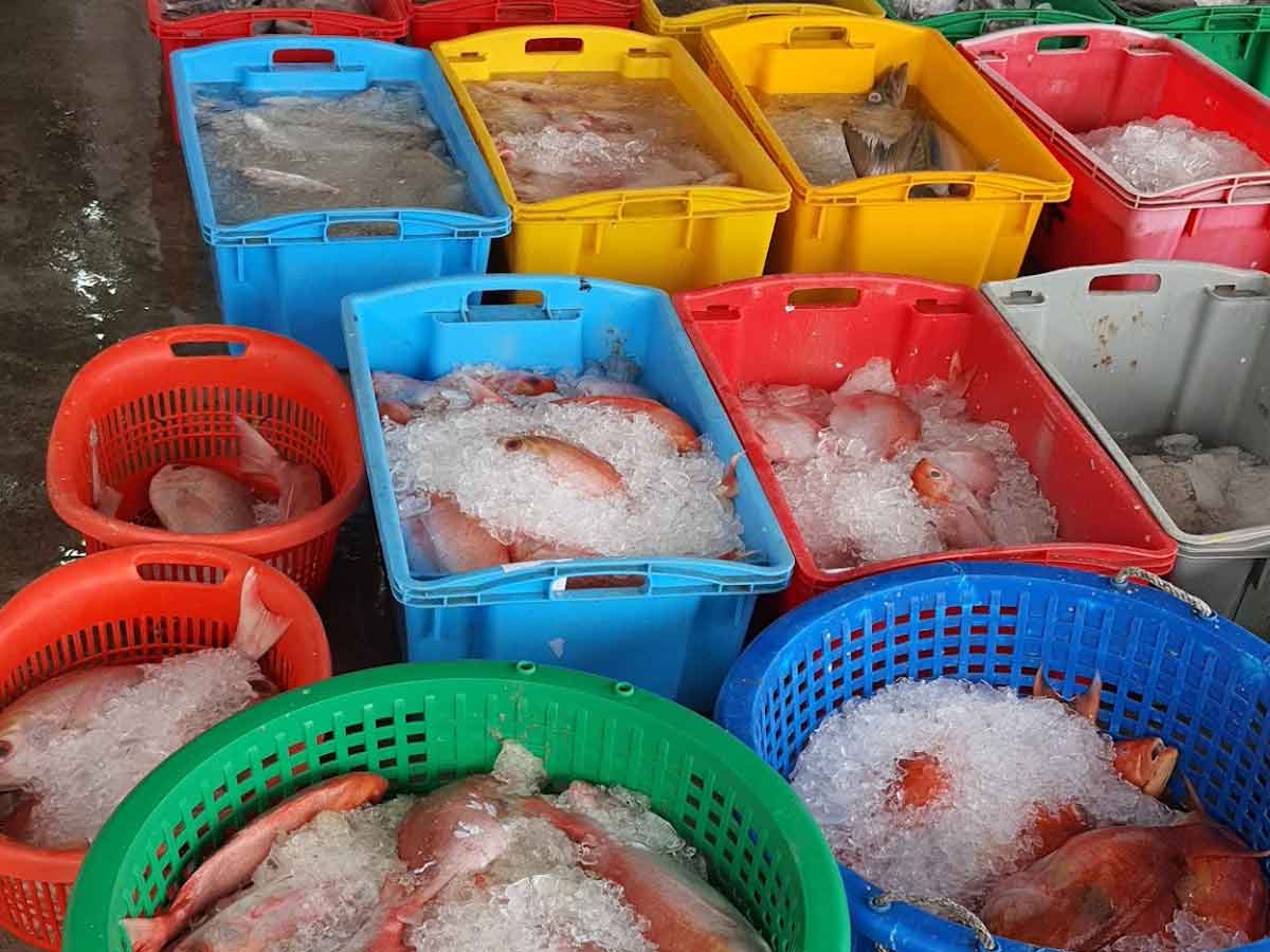 Men In Fish - Fresh Seafood from Sekinchan
