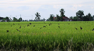 Migratory Birds in Paddy Field Sekinchan