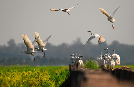 Migratory Birds in the Paddy Field Sekinchan