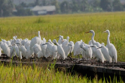Migratory Birds in Paddy Field Sekinchan
