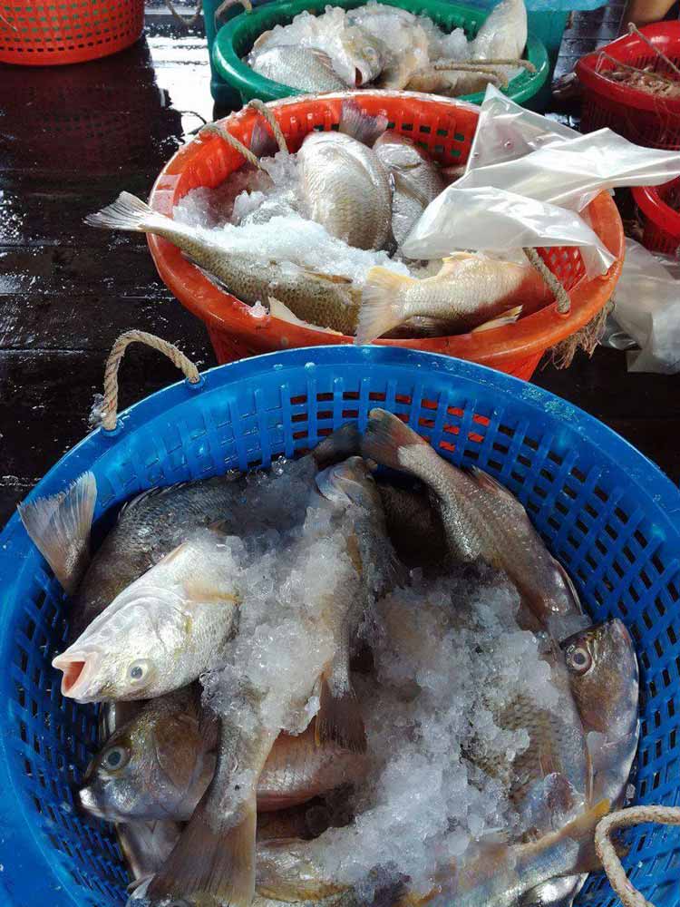 Sekinchan : Fresh seafood for sales.