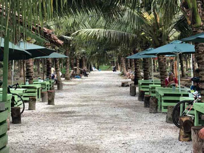 Sekinchan coconut farm